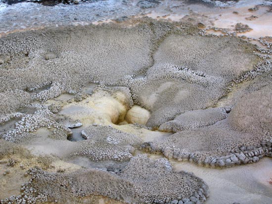 2006 family reunion in Yellowstone National Park